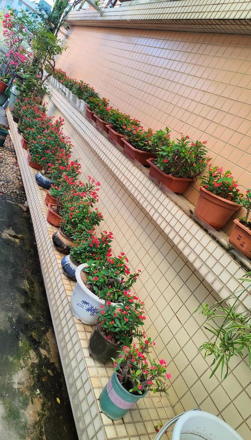 虎刺梅何时扦插？方法有哪些要点？-第3张图片-宁夏农业信息网