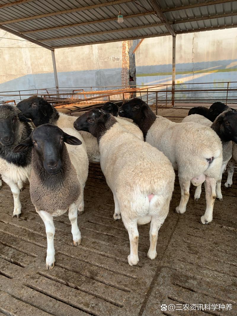 养殖什么品种的羊回本快-第2张图片-宁夏农业信息网