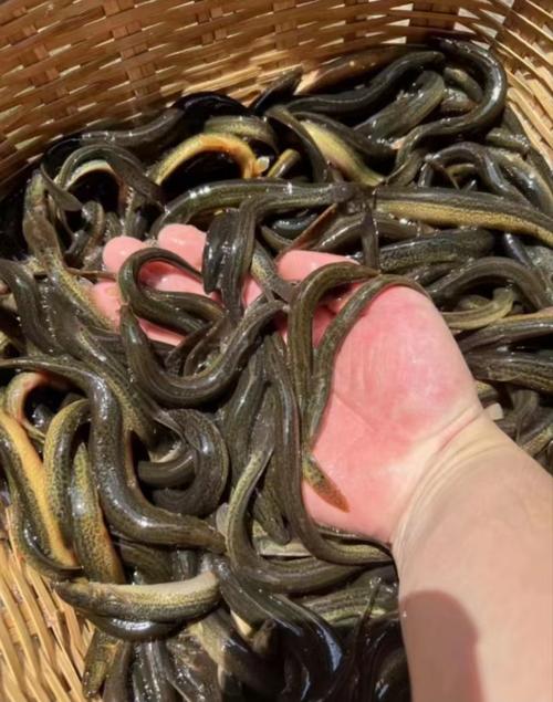 绍兴泥鳅养殖有何特色与优势?-第1张图片-宁夏农业信息网 绍兴泥鳅养殖有何特色与优势?-第1张图片-宁夏农业信息网