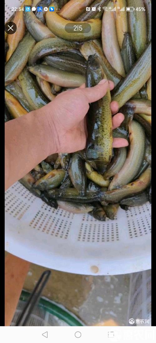 绍兴泥鳅养殖有何特色与优势?-第2张图片-宁夏农业信息网 绍兴泥鳅养殖有何特色与优势?-第2张图片-宁夏农业信息网