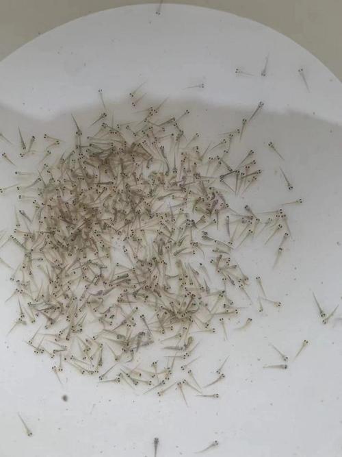 绍兴泥鳅养殖有何特色与优势?-第3张图片-宁夏农业信息网 绍兴泥鳅养殖有何特色与优势?-第3张图片-宁夏农业信息网