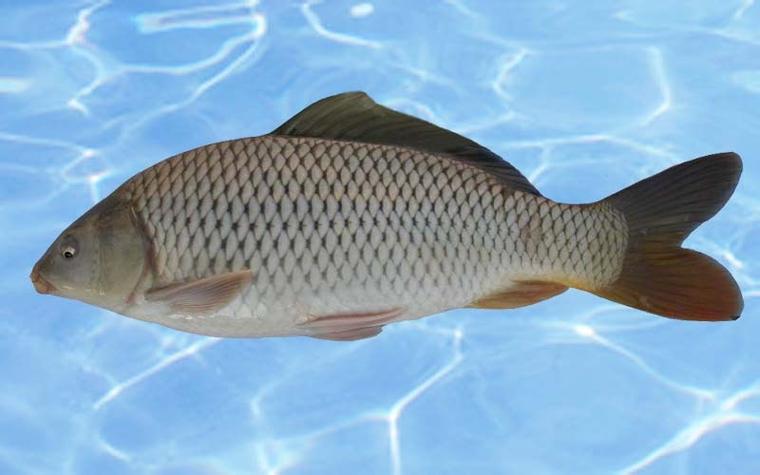 天津水产协会与天津鱼类有何关联？-第2张图片-宁夏农业信息网