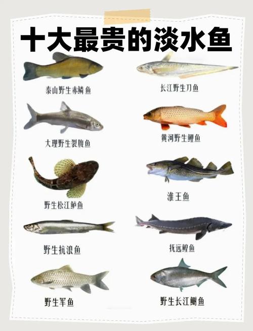 特种水产养殖适合养哪些淡水鱼品种？-第2张图片-宁夏农业信息网