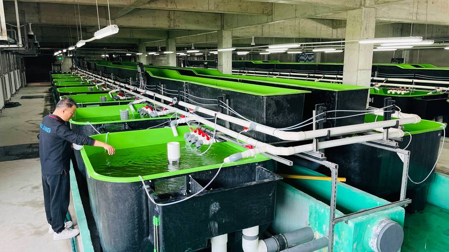 生物处理水产养殖废水有何高效新方法？-第2张图片-宁夏农业信息网