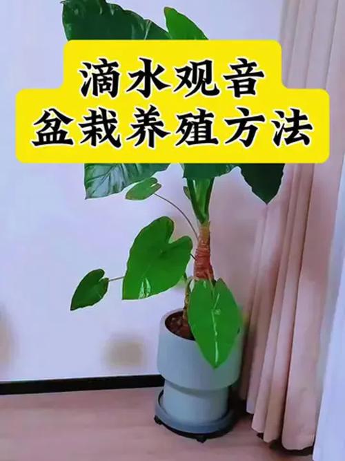 水养滴水观音怎么养才好？-第1张图片-宁夏农业信息网