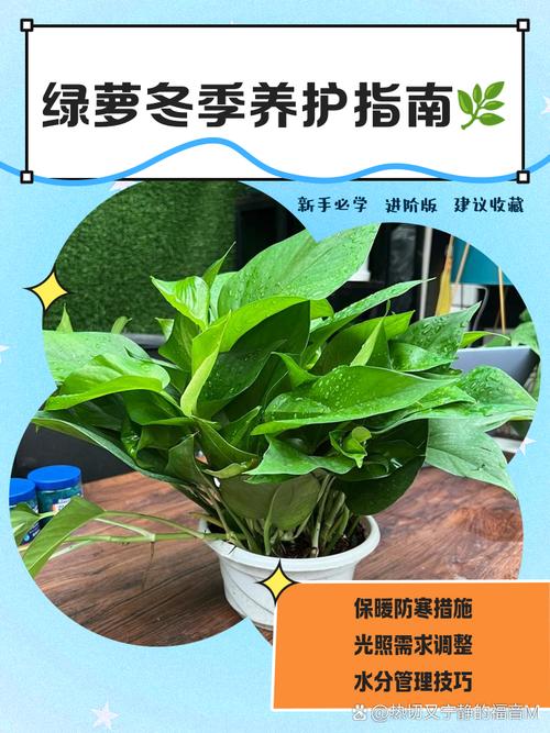 冬天绿萝吊兰怎么养才好？-第1张图片-宁夏农业信息网