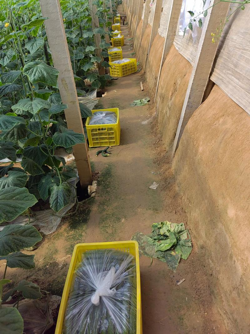 大棚小黄瓜怎么种？视频方法详解！-第3张图片-宁夏农业信息网