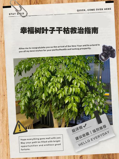 幸福树叶子干枯怎么办？-第2张图片-宁夏农业信息网
