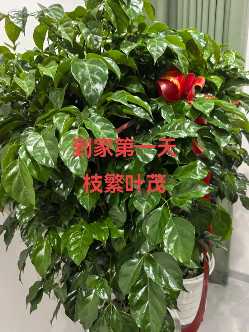 幸福树叶子干枯怎么办？-第1张图片-宁夏农业信息网