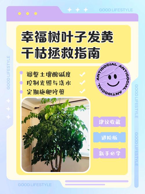 幸福树叶子干枯怎么办？-第3张图片-宁夏农业信息网