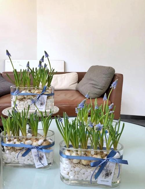 风信子怎么养？附图片教程-第1张图片-宁夏农业信息网