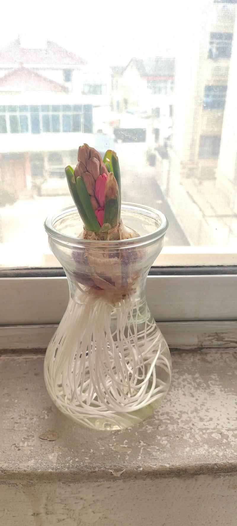 风信子怎么养？附图片教程-第2张图片-宁夏农业信息网