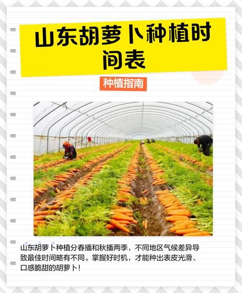 红萝卜何时种?怎么种高产?-第1张图片-宁夏农业信息网 红萝卜何时种?怎么种高产?-第1张图片-宁夏农业信息网