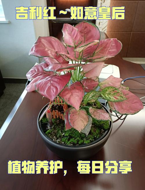 吉利红什么品种是最好的-第1张图片-宁夏农业信息网 吉利红什么品种是最好的-第1张图片-宁夏农业信息网