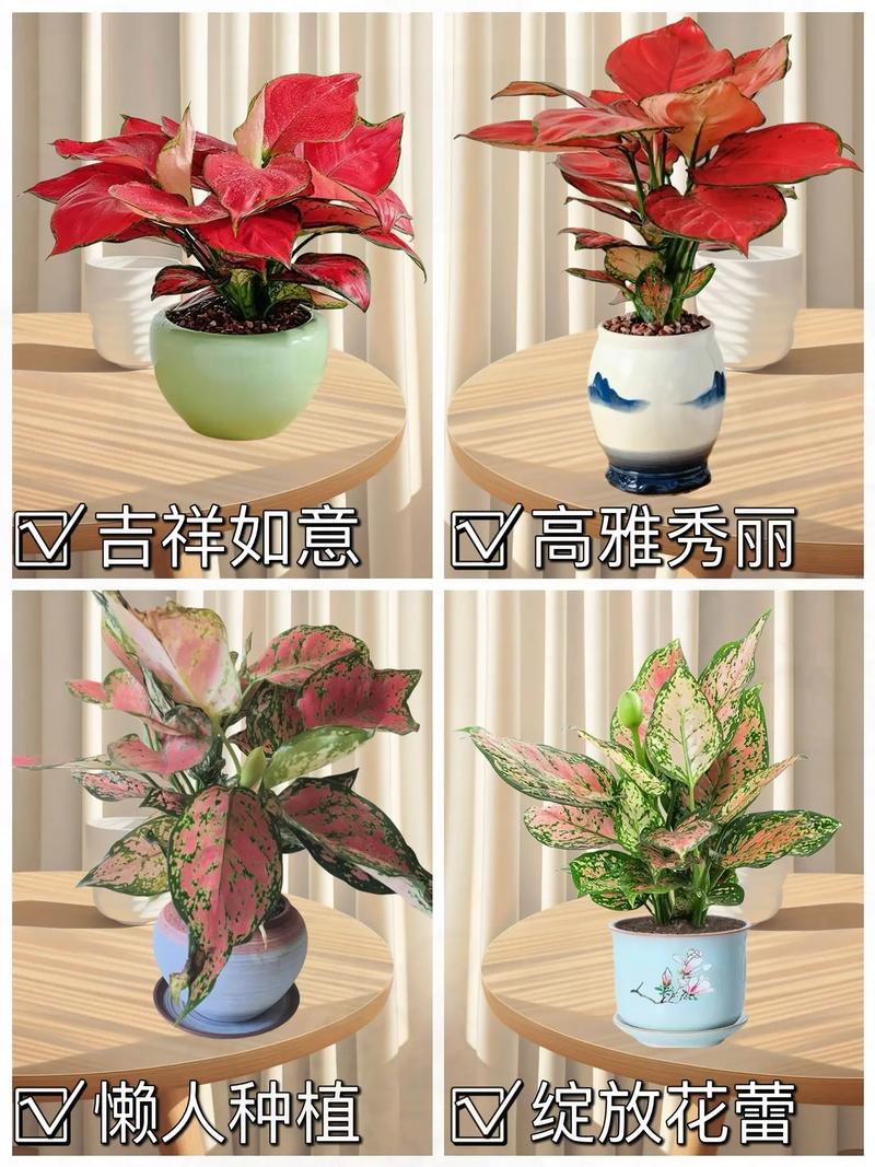 吉利红什么品种是最好的-第2张图片-宁夏农业信息网