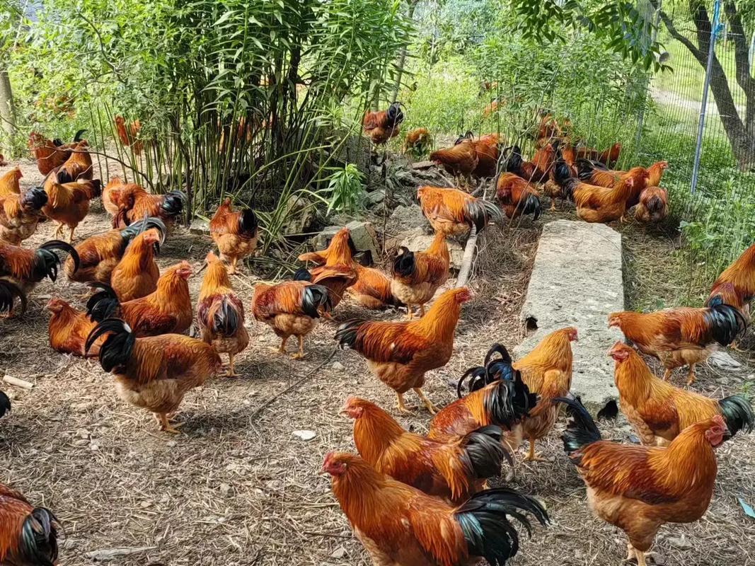 山林养鸡选什么品种好？-第1张图片-宁夏农业信息网