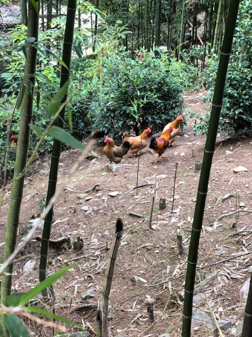 山林养鸡选什么品种好？-第2张图片-宁夏农业信息网