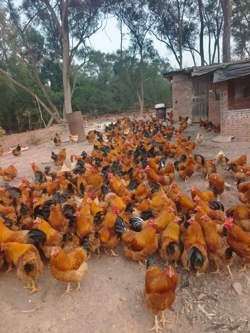 山林养鸡选什么品种好？-第3张图片-宁夏农业信息网