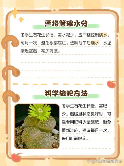 冬季生石花怎么浇水才正确？-第1张图片-宁夏农业信息网