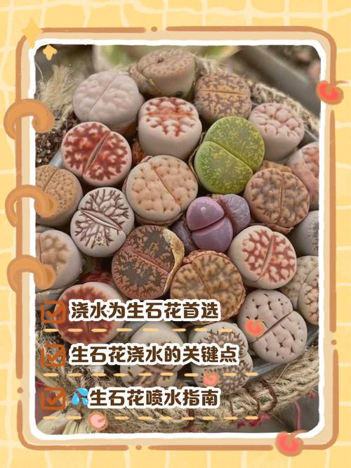 冬季生石花怎么浇水才正确？-第3张图片-宁夏农业信息网