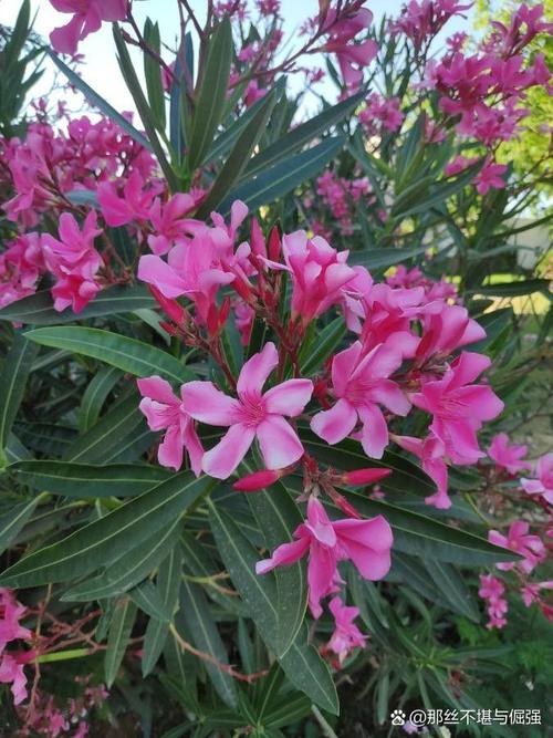夹竹桃怎么养才好？-第2张图片-宁夏农业信息网