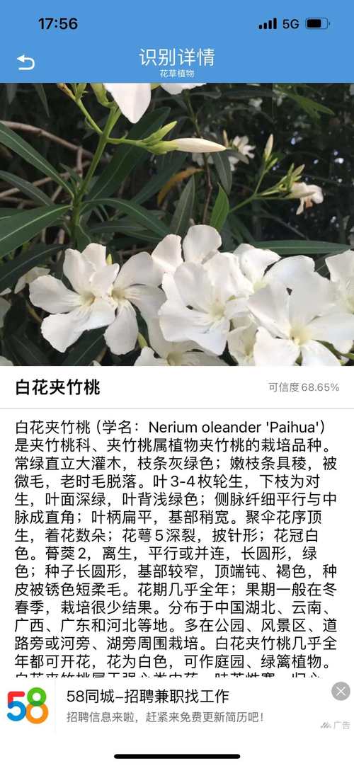 夹竹桃怎么养才好？-第1张图片-宁夏农业信息网