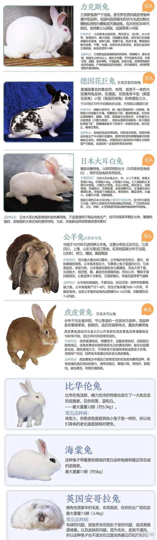 兔繁殖最快的品种是哪个?-第2张图片-宁夏农业信息网 兔繁殖最快的品种是哪个?-第2张图片-宁夏农业信息网