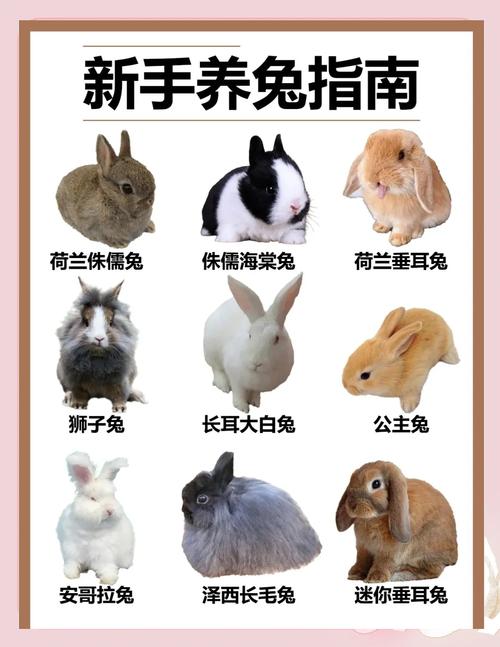 兔繁殖最快的品种是哪个?-第3张图片-宁夏农业信息网 兔繁殖最快的品种是哪个?-第3张图片-宁夏农业信息网