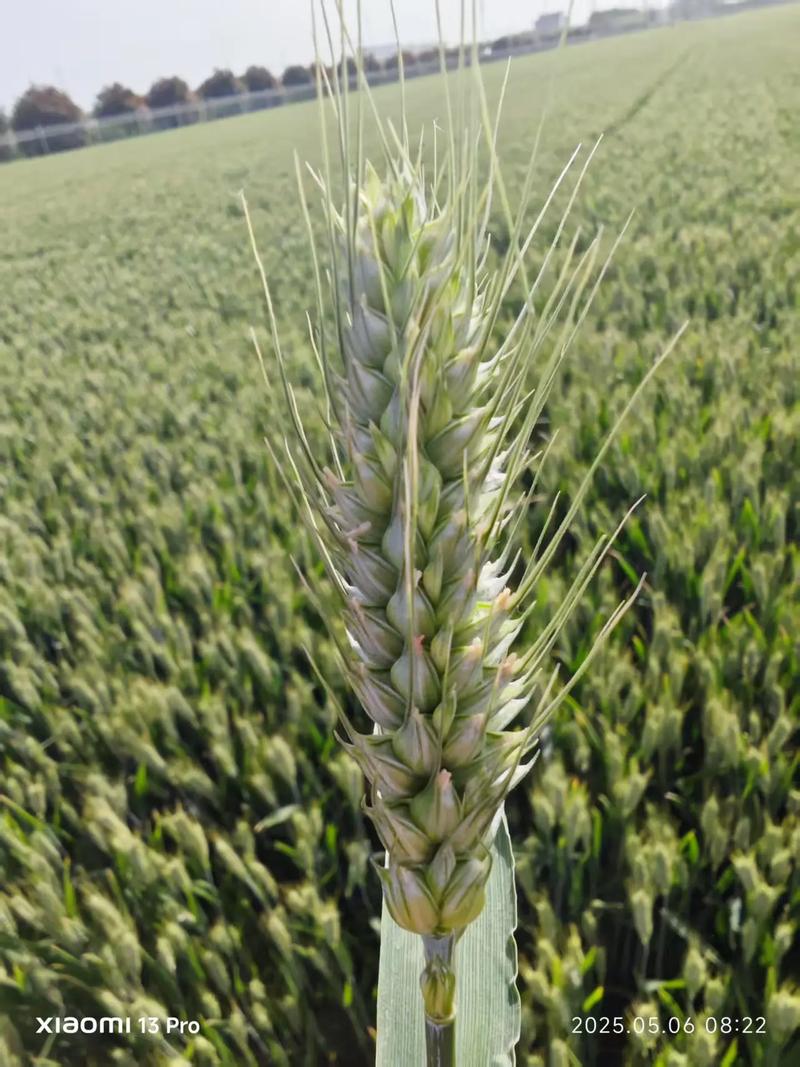 早熟高产小麦品种有哪些？-第1张图片-宁夏农业信息网