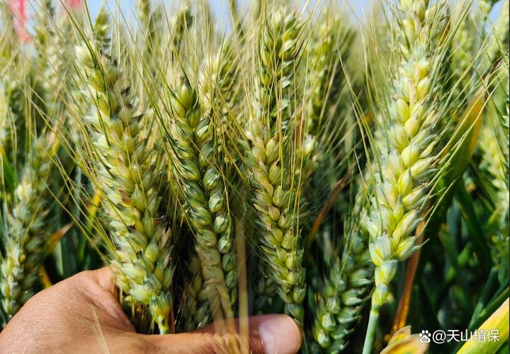 早熟高产小麦品种有哪些？-第3张图片-宁夏农业信息网