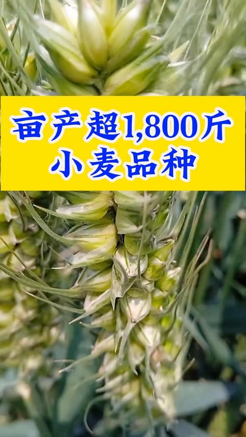 早熟高产小麦品种有哪些？-第2张图片-宁夏农业信息网