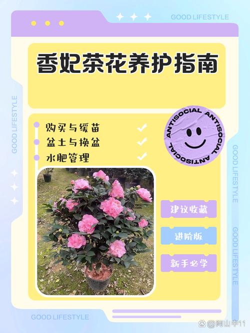 香妃茶花后怎么修剪？图解步骤有哪些？-第1张图片-宁夏农业信息网