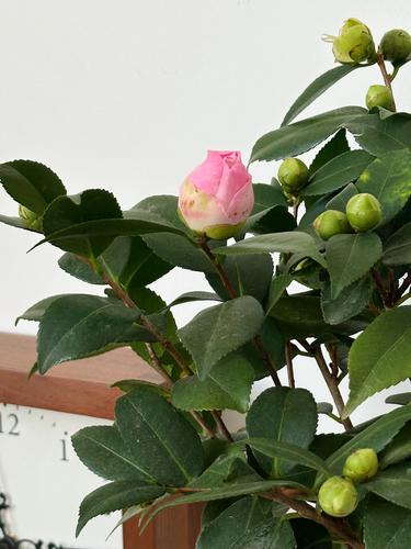 香妃茶花后怎么修剪？图解步骤有哪些？-第3张图片-宁夏农业信息网