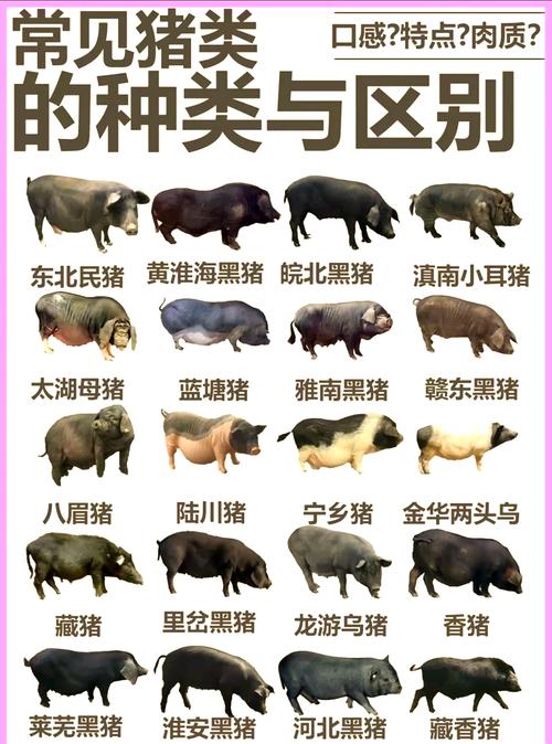 哪种大型猪品种最好？附图片详解。-第1张图片-宁夏农业信息网
