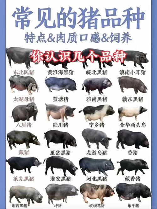 哪种大型猪品种最好？附图片详解。-第2张图片-宁夏农业信息网