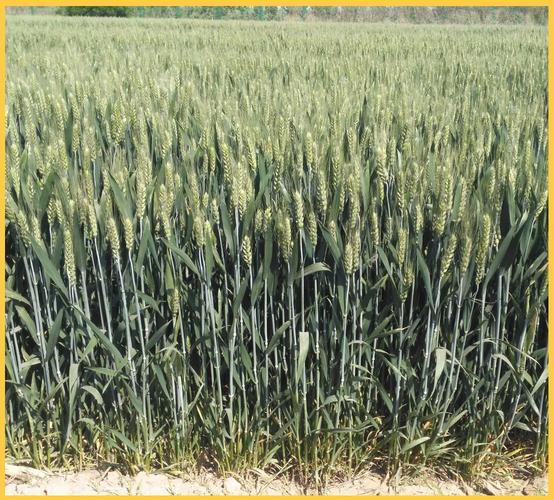 当前小麦主栽品种有哪些？-第2张图片-宁夏农业信息网