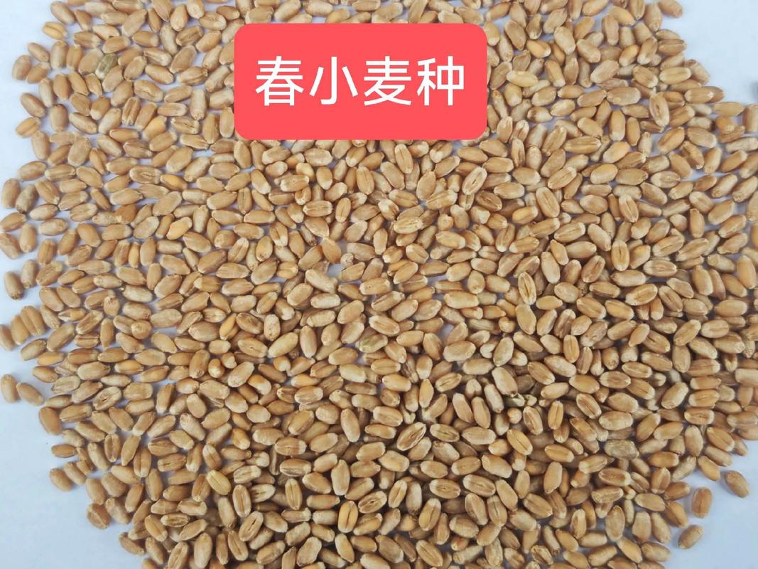 当前小麦主栽品种有哪些？-第3张图片-宁夏农业信息网