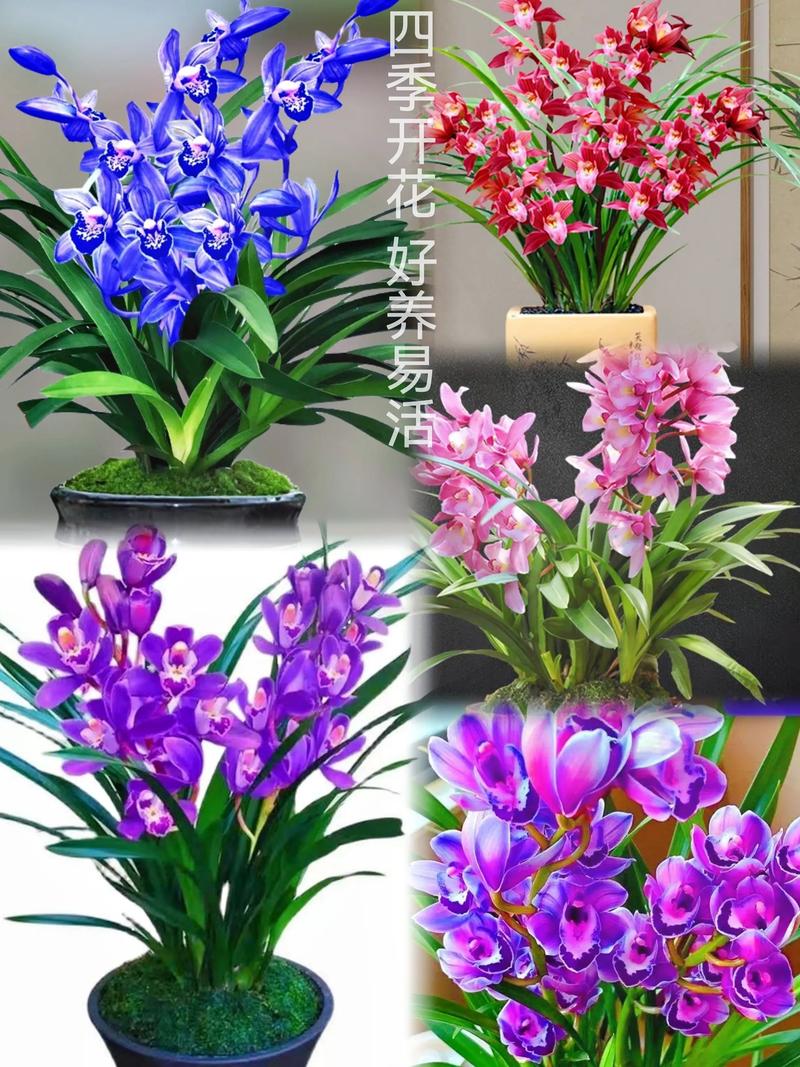 有蓝宝石这个兰花品种吗？-第1张图片-宁夏农业信息网