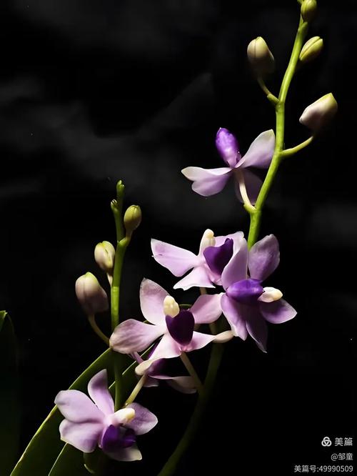 有蓝宝石这个兰花品种吗？-第3张图片-宁夏农业信息网