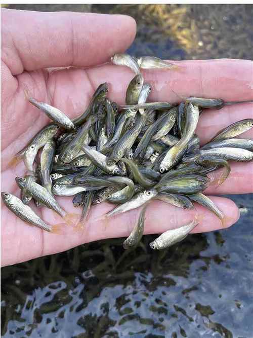 新生特种水产鱼苗养殖如何高效培育？-第1张图片-宁夏农业信息网