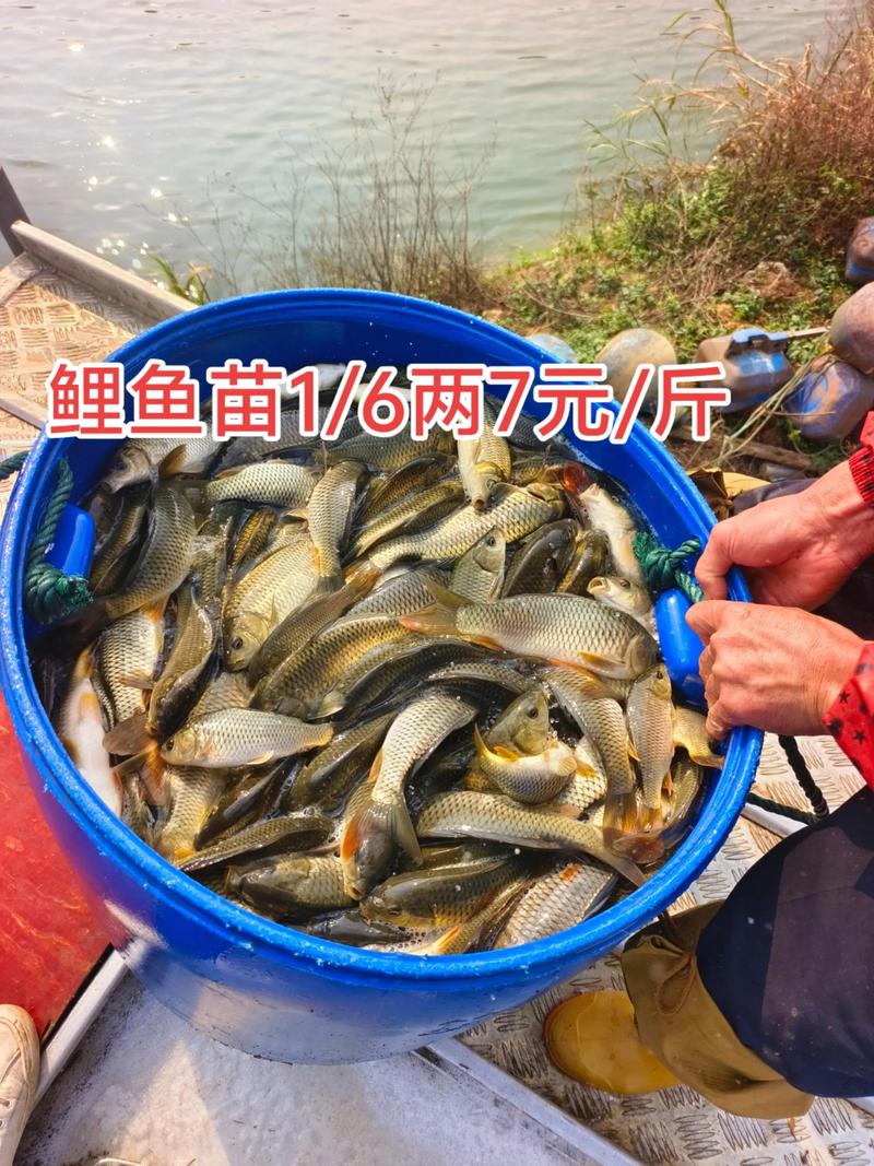 新生特种水产鱼苗养殖如何高效培育？-第2张图片-宁夏农业信息网