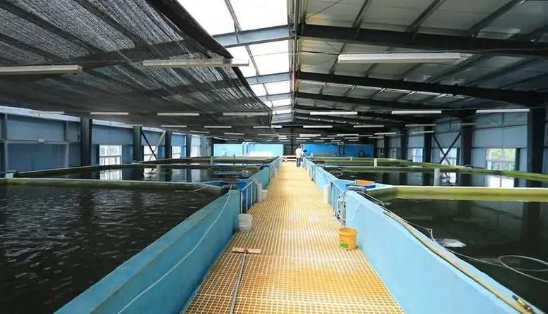 新生特种水产鱼苗养殖如何高效培育？-第3张图片-宁夏农业信息网