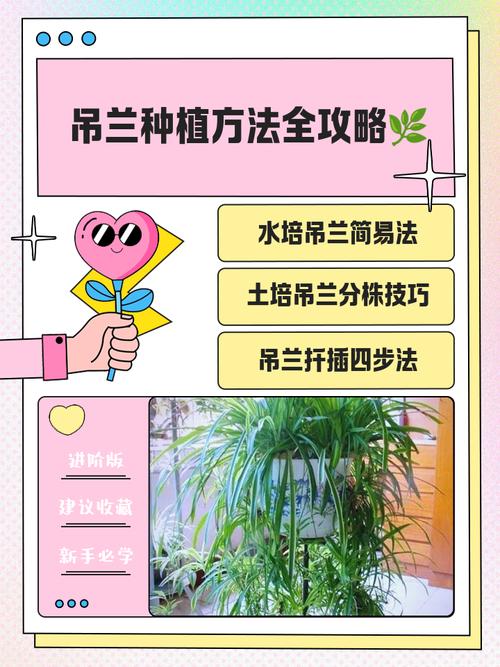 吊兰水培怎么养才茂盛？-第2张图片-宁夏农业信息网