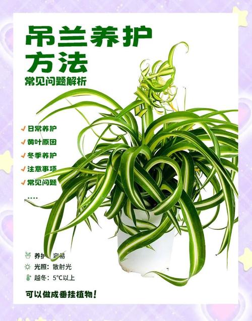 吊兰水培怎么养才茂盛？-第3张图片-宁夏农业信息网