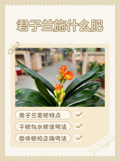 君子兰啥时候养最好？-第2张图片-宁夏农业信息网