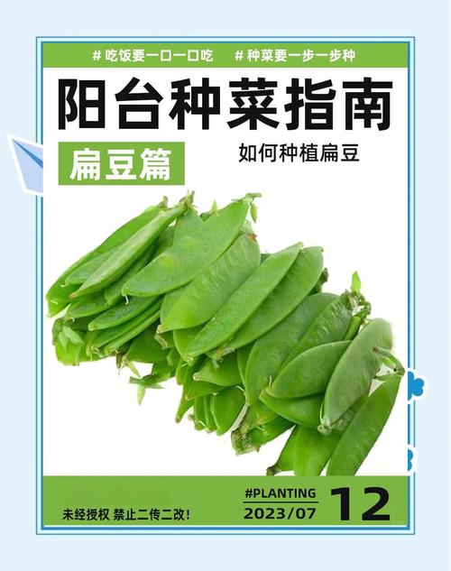 扁豆最佳种植时间是什么时候？-第1张图片-宁夏农业信息网