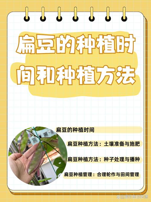 扁豆最佳种植时间是什么时候？-第2张图片-宁夏农业信息网