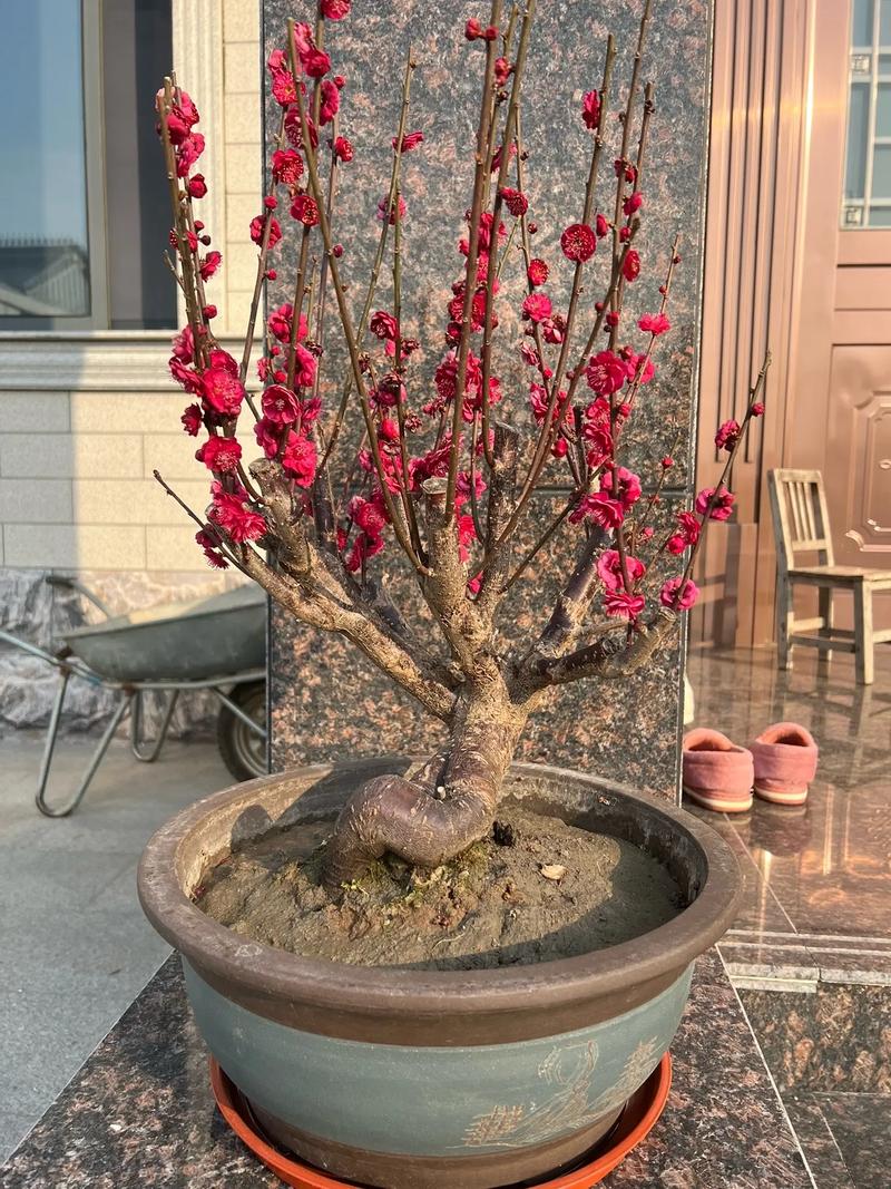 红梅盆景造型如何制作？-第1张图片-宁夏农业信息网