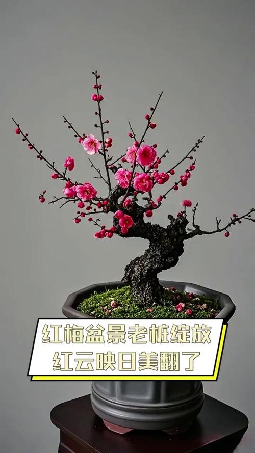 红梅盆景造型如何制作？-第2张图片-宁夏农业信息网