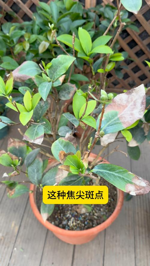 茶花叶尖发黑怎么救?-第2张图片-宁夏农业信息网 茶花叶尖发黑怎么救?-第2张图片-宁夏农业信息网